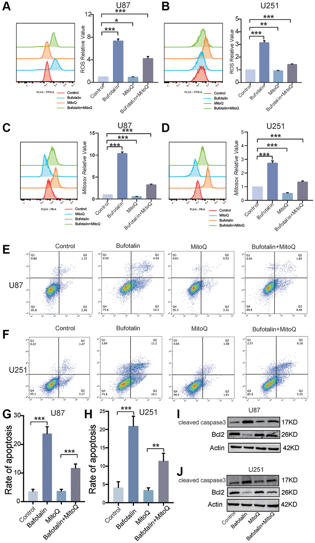 Protecting mitochondria decreased the effect of bufotalin in vitro. (A, B) ROS quantification of cells treated with MitoQ and bufotalin was determined by flow cytometry using the H2DCFDA. (C, D) mitoROS quantification of cells treated with MitoQ and bufotalin was determined by flow cytometry using the MitoSox. (E–H) Cell apoptosis was measured by flow cytometry. U87 and U251 cells were treated with MitoQ and bufotalin for 24 h. (I, J) The expression levels of Bcl2, cleaved caspase-3 and p-AKT were analyzed by western blot. Data are the mean ± SD of triplicate samples. Significant differences compared with the control are indicated by *p **p ***p 