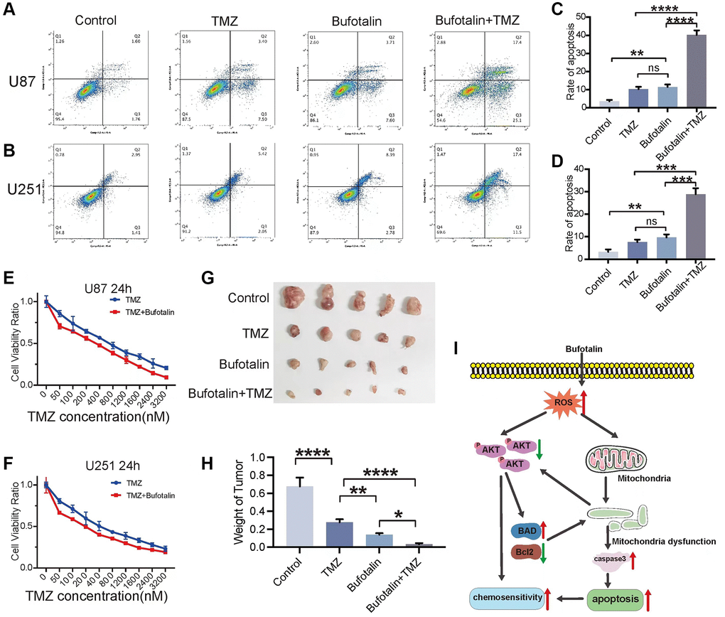 Bufotalin improved TMZ sensitivity of GBM cells in vitro and in vivo. (A–D) Cell apoptosis was measured by flow cytometry. U87 and U251 cells were treated with TMZ and bufotalin for 24 h. (E, F) CCK-8 assay was used to determine the cell viability of U87 and U251 cells treated with TMZ and bufotalin for 24 h. (G, H) Representative images and quantification of mouse tumors. (I) Schematic illustration of the molecular mechanism. Significant differences compared with the control are indicated by *p **p ***p 