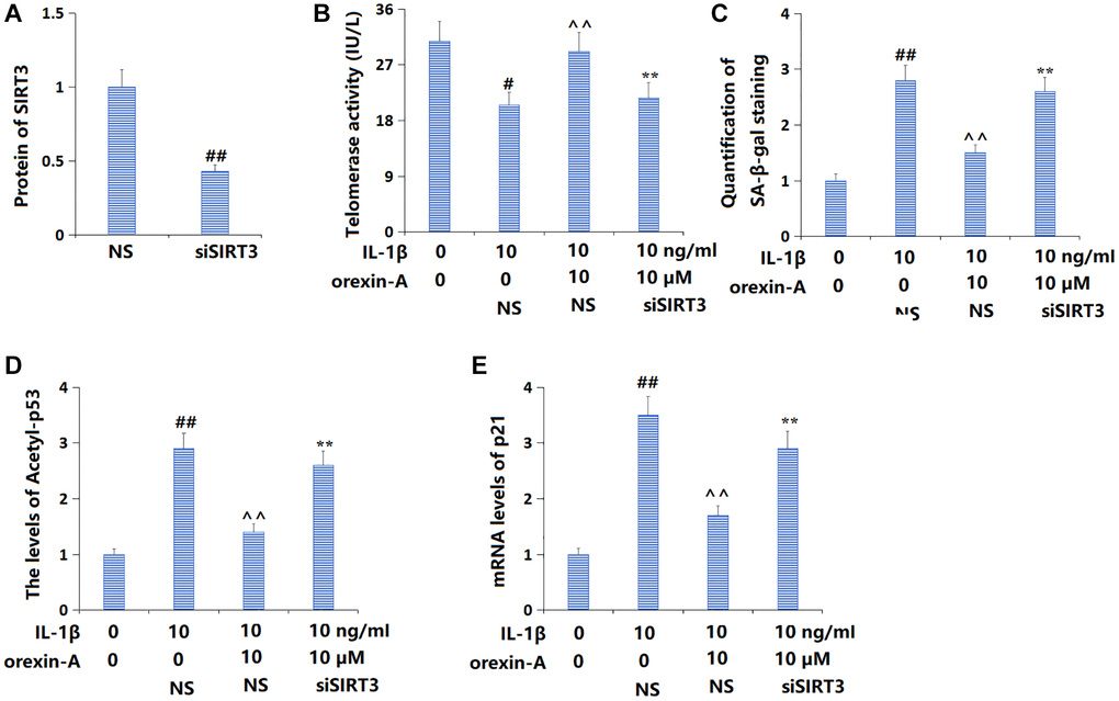 Silencing of SIRT3 abolished the beneficial effects of orexin-A in preventing cellular senescence. Cells were transducted Ad-SIRT3 shRNA, followed by stimulation with IL-1β (10 ng/ml) with or without orexin-A (10 μM). (A) Successful knockdown of SIRT3; (B) Telomerase activity was measured; (C) Quantification of SA-β-gal staining; (D) The levels of Acetyl-p53; (E) The mRNA levels of p21 (##P ^^P **P n = 5).
