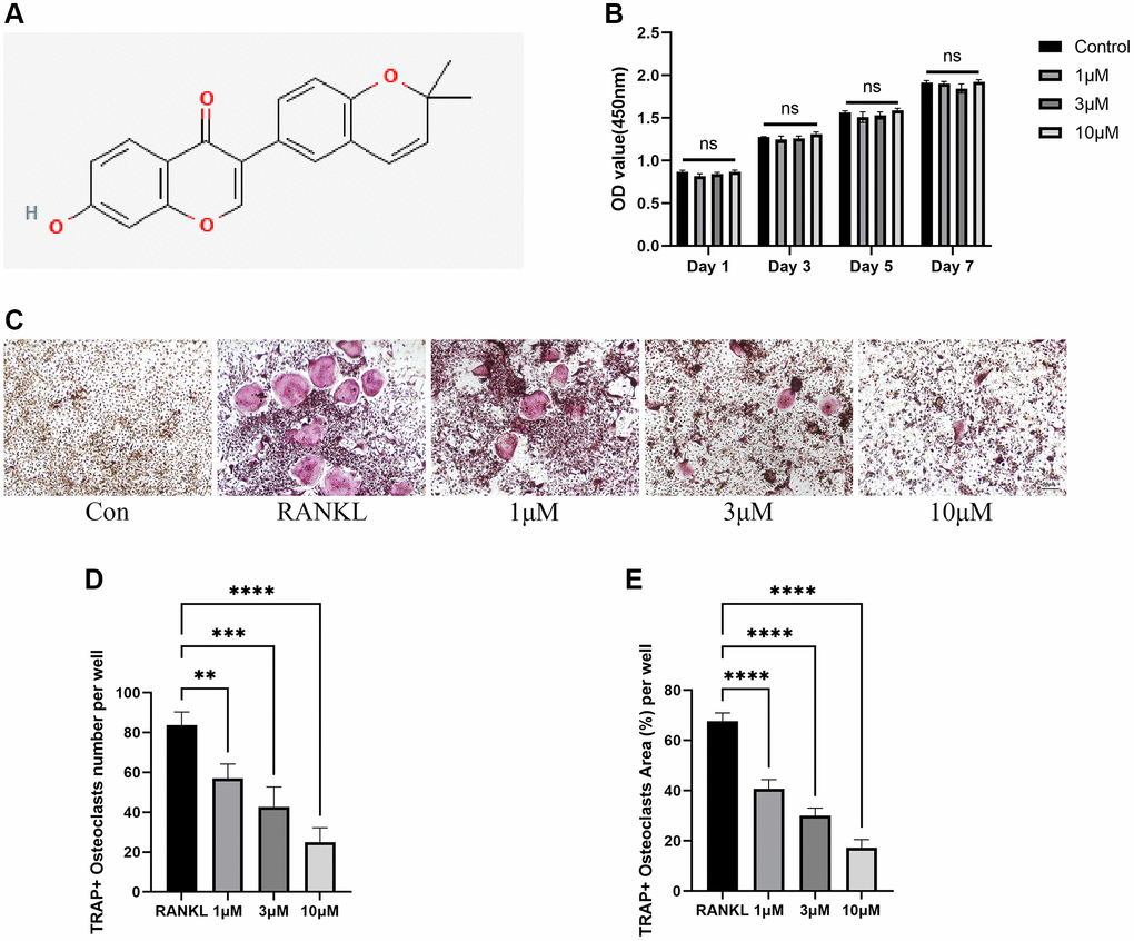 Inhibition of RANKL-induced osteoclast differentiation by CL. (A) Corylin structure chemically. (B) Cell viability of CL on BMMs at day 1, day 3, day 5, and day 7. (C) The TRAP staining image from BMMs treated with CL under osteoclast induction condition. (D, E) The number and area quantifying of mature osteoclast. The ns, not statistically significant; **P ***P ****P 