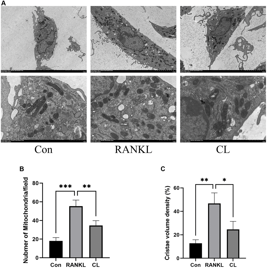 Inhibition of mitochondrial number and mass by CL. (A) The mitochondrial image from BMMs treated with CL under osteoclast induction condition. (B, C) The number and cristae density quantifying of mitochondria. *P **P ***P 