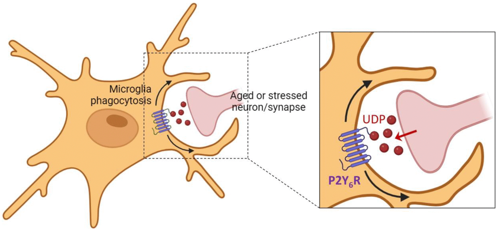 Microglial phagocytosis of synapses induced by UDP. Aged and/or stressed synapses and neurons may release UDP that activates the microglial P2Y6 receptor, inducing microglial phagocytosis of the synapse or neuron. The image is created with BioRender.