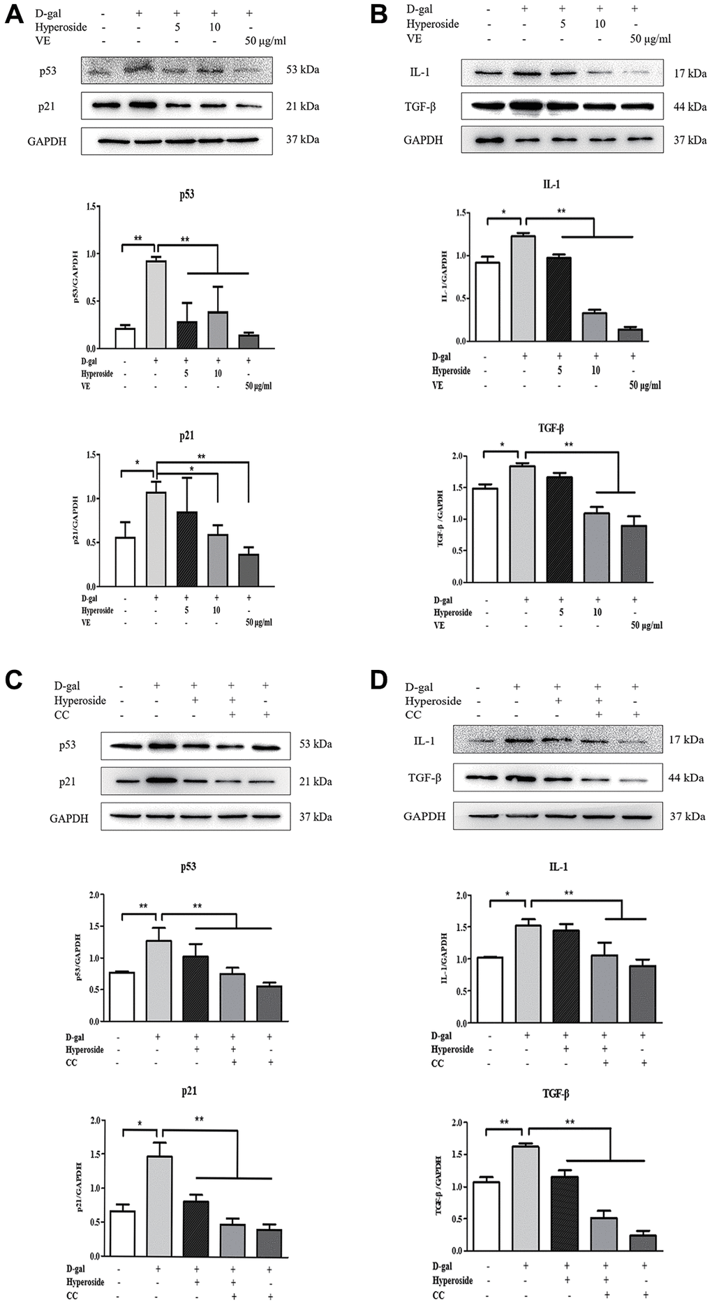 The actions of hyperoside, vitamin E and compound C on renal cellular aging and injury in vitro. (A, B) The NRK-52E cells were exposed to D-gal at 100 mM, with the treatment of hyperoside at 0, 5, and 10 μg/ml and VE at 50 μg/ml for 24 hours, and subjected to a WB analysis for p53, p21, IL-1 and TGF-β, respectively. (C, D) The NRK-52E cells were exposed to D-gal, with the treatment of hyperoside and CC for 24 hours, and subjected to a WB analysis for p53, p21, IL-1 and TGF-β, respectively. The data are expressed as the mean ± SD, (n = 3), *P **P 