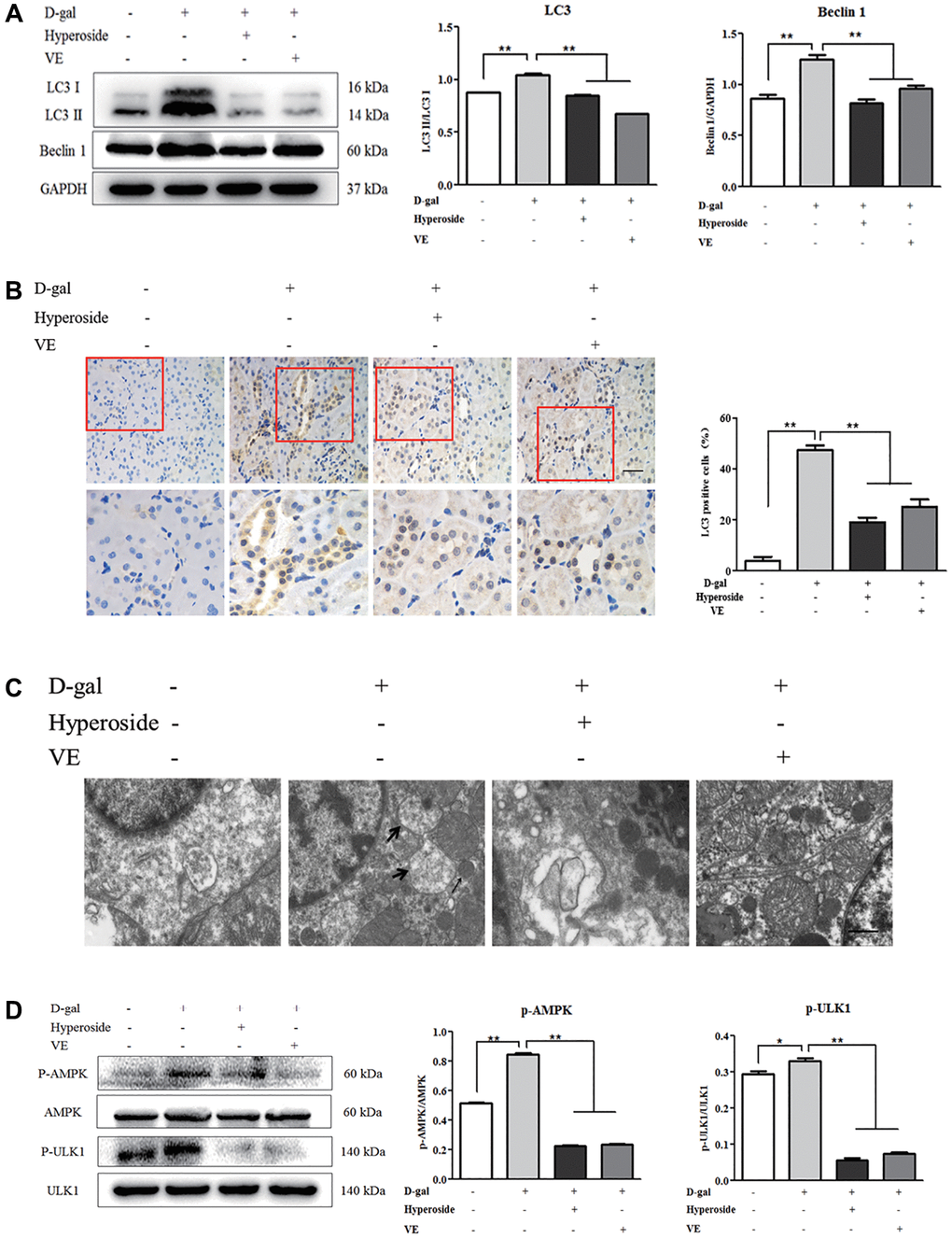 The effects of hyperoside and vitamin E on autophagic activity and the AMPK-ULK1 signaling pathway in vivo. (A) A WB analysis of LC3 I/II and Beclin1 in the kidneys from the rats in the control, the 8 week-D-gal, the D-gal + Hyperoside and the D-gal + VE groups. (B) Immunohistochemical staining of LC3 and the percentage of the positively stained areas of LC3 in the control, the 8 week-D-gal, and the D-gal + Hyperoside groups. Scale bar = 20 μm. (C) The morphological changes in the renal tubular cells of the rats in the control, the 8 weeks-D-gal, the D-gal + Hyperoside and the D-gal + VE groups by transmission electron microscopy. The black arrows show the autophagosomes with the characteristic morphology of a double membrane. (D) A WB analysis of p-AMPK, AMPK, p-ULK1 and ULK1 in the kidneys of the rats in the control, the 8 weeks-D-gal, the D-gal + Hyperoside and the D-gal + VE groups. The data are expressed as the mean ± SD, (n = 3), *P **P 