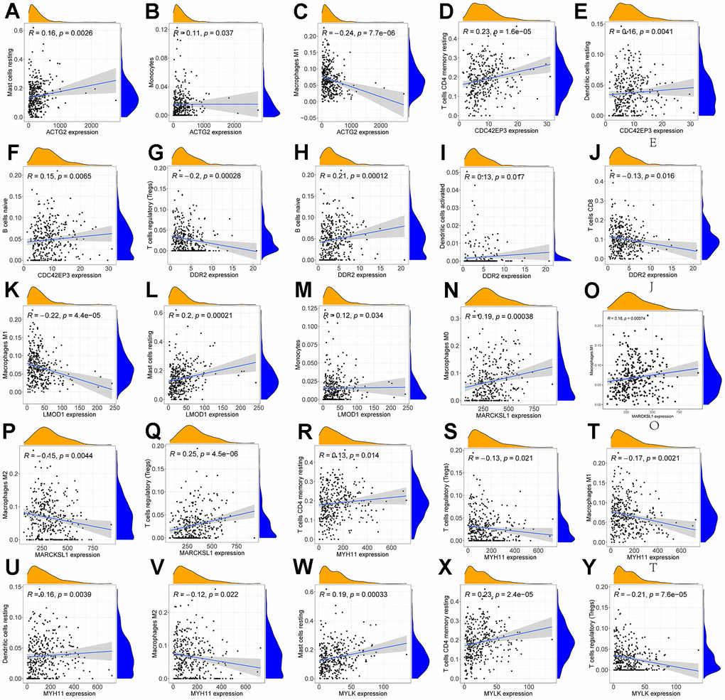 Correlation of immune cells with 7 mRNAs associated with prognosis. Scatter plots of the correlation between ACTG2 and immune cells are presented in (A–C). (D–F) present a scatter plot of the correlation between CDC42EP3 and immune cells. (G–J) present a scatter plot of the correlation between DDR2 and immune cells. Scatter plots of the correlation between LMOD1 and immune cells are presented in (K–M). (N–Q) give a scatter plot of the correlation between MARCKS1 and immune cells. (R–U) produced a scatter plot of the correlation between MYH11 and immune cells. (V–Y) present a scatter plot of the correlation between MYLK and immune cells.