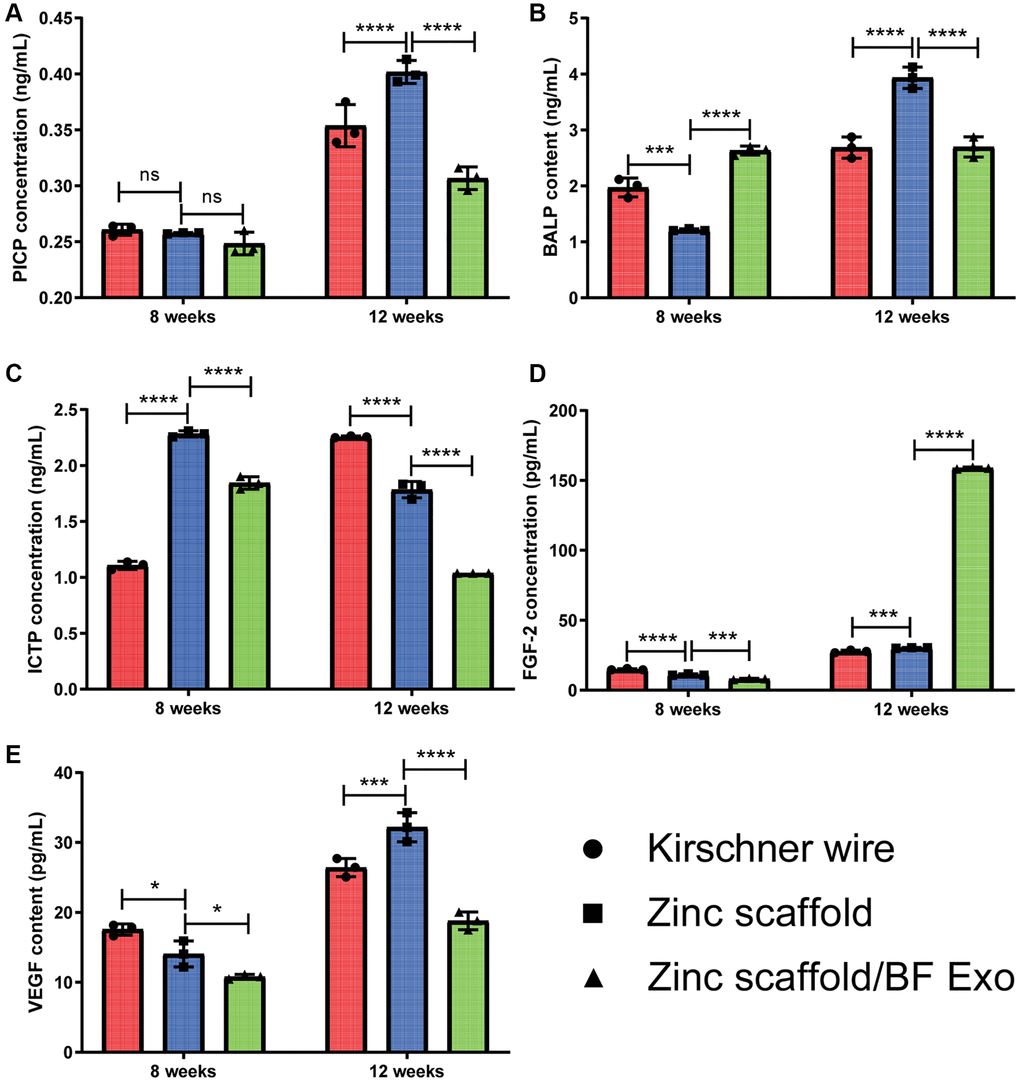 The ELISA experiment on rabbit serum. (A–E) The levels of PICP, BALP, ICTP, VEGF, and FGF-2 in the serum of rabbits were measured at 8 and 12 weeks after modeling (*P **P ****P *P > 0.05, n = 3).