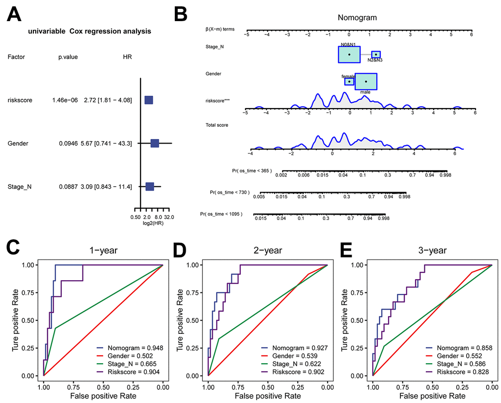 Clinical prediction model based on risk score in the TCGA-ESCC dataset. (A) Forest plot of univariate analysis for the clinical prediction model. (B) Nomogram of the clinical prediction model for multivariate analysis. (C–E) ROC curves of the clinical prediction model for 1 year (C), 2 years (D), and 3 years (E) compared to single factors.