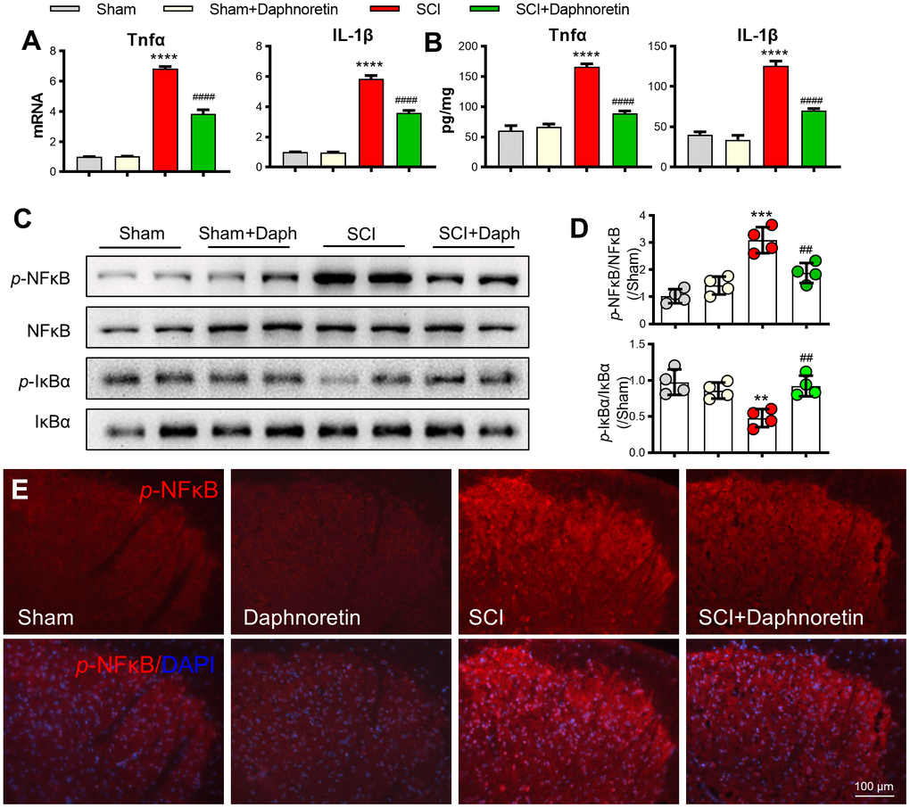 Daphnoretin attenuated motor function of mice after SCI. (A) Experimental scheme of Daphnoretin treatment after SCI. (B) Effects of Daphnoretin on BMS score and BMS subscore of mice after sham or SCI. n=6 mice/group, ****P P P 