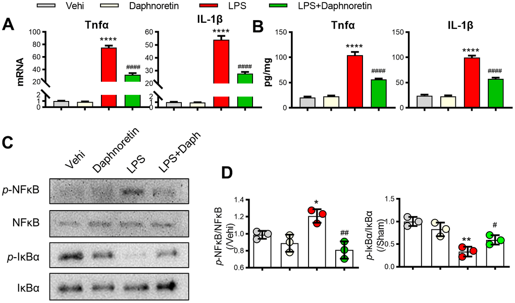 Daphnoretin can inhibit SCI-induced glial cell activation in spinal dorsal horn. (A) Immunofluorescence showed the effect of Daphnoretin on glial cells in spinal dorsal horn after SCI. DAPI (blue), Iba1 (microglia green), GFAP (astrocytes, red). Scale bars: 100 μm. (B, C) The changes of fluorescence intensity (B) and number of positive cells (C) in each group were statistically analyzed. n = 3 mice/group, 2 sections/mice, ****P 