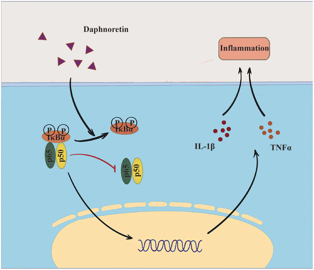 Daphnoretin can inhibit SCI-induced inflammation and activation of the NF-κB pathway in spinal dorsal horn. (A) The mRNA expression of TNF-α and IL-1β in spinal dorsal horn was measured by PCR. (B) The protein expression of TNF-α and IL-1β in spinal dorsal horn was measured by ELISA. (C, D) The protein expression of p-NF-κB, NF-κB p-IκBα and IκBα was examined by Western blot. n = 4 /group. (E) Immunofluorescence showed the effect of Daphnoretin in spinal dorsal horn after SCI. DAPI (blue), p-NF-κB (red). **P 