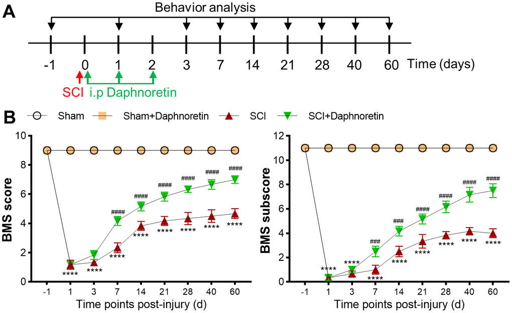 Daphnoretin inhibited LPS-induced NF-κB pathway activation and inflammation in BV2 cells. (A) The mRNA expression of TNF-α and IL-1β in BV2 cells were measured by PCR. (B) The protein expression of TNF-α and IL-1β in BV2 cells were measured by ELISA. (C, D) The protein expression of p-NF-κB, NF-κB p-IκBα and IκBα were examined by Western blot. n = 3 /group, *P 