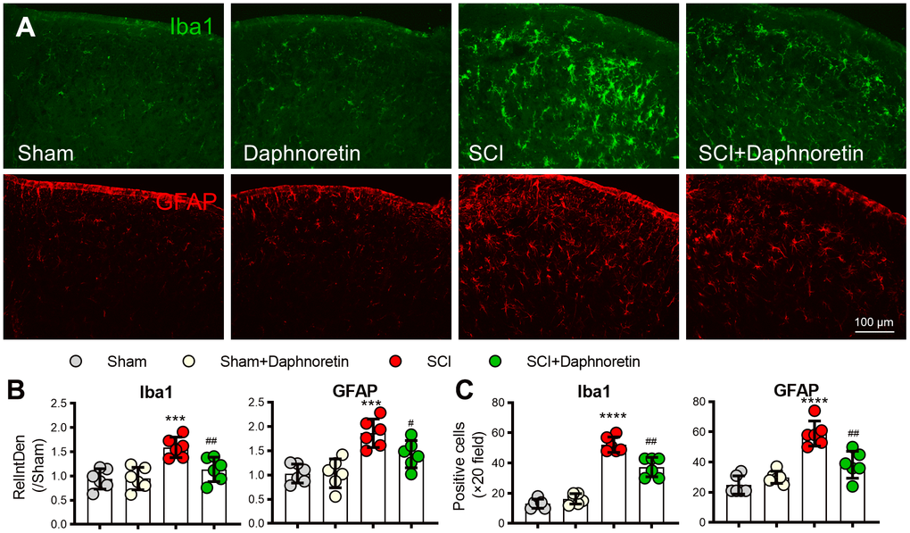 Overview of Daphnoretin’s mechanism of action in SCI.
