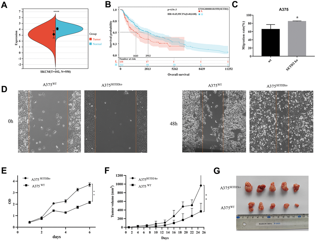 Pan-cancer SETD2 expression and its impact on survival and migration in melanoma. (A) Pan-cancer expression of SETD2 between tumor tissues and peri-tumor samples from TCGA, TARGET, and GTEx database. (B) Kaplan-Meier overall survival of SETD2 in melanoma from TCGA database., the best cut off value of SETD2 was taken. (C, D) Wound-healing assay compared the cell migration of A375SETD2ko and A375WT cells for 48h. Wound healing rate = (S0h-S48h)/S0h%. (E) CCK-8 testing the proliferation inhibition of A375SETD2ko and A375WT. (F, G) Tumor volume of A375SETD2ko and A375WT cells beard by nude mice. *p 
