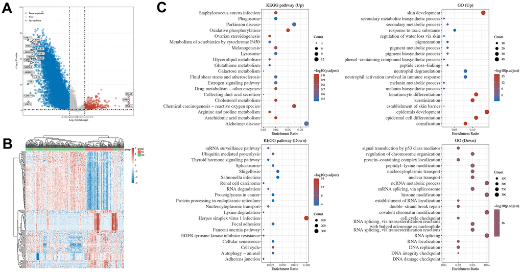 Pathways enrichment of DGEs by SETD2 expression in TCGA-SKCM and tumor tissue of SETD2 ko A375 in mouse. (A) The volcano plot exhibits the differentially expressed genes in SETD2 downregulated SKCM samples compared with its counterparts (red: upregulated genes in SETD2 downregulated SKCM samples; blue: downregulated genes in SETD2 downregulated SKCM samples). (B) The heatmap of differentially expressed genes in SETD2 downregulated SKCM samples compared with its counterparts. (C) The top enriched KEGG and GO terms by deferentially expressed genes in SETD2 downregulated SKCM samples through GSEA.