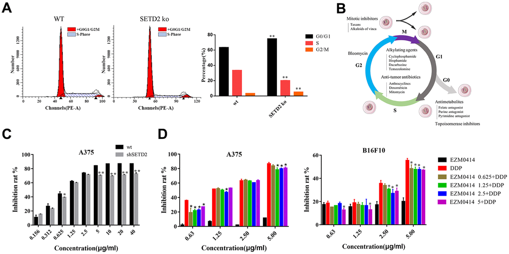 The impact of SETD2 dysfunction on the proliferation inhibition of DDP in melanoma cell lines in vitro. (A) The cell cycle of SETD2 ko A375 cells compared with its wild-type counterparts by flow cytometry. (B) The classification of chemotherapeutics. (C) The proliferation inhibition of SETD2 ko A375 cells cultured in DDP at 0.156, 0.312, 0.625, 1.25, 2.5, 5, 10, 20, 40 μg/ml. (D) CCK-8 testing the proliferation inhibition of A375 cells (left) and B16F10 cells (right) cultured in EZM0414 at 0.625, 1.25, 2.5, 5 μg/ml, DDP at 0.625, 1.25, 2.5, 5 μg/ml, then single or combination drugs were used for 72 hours.