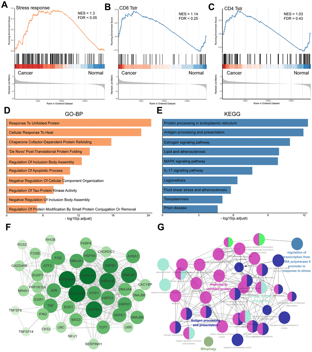 Profile of TSTR cells-related heat shock genes in GC. (A) GSEA enrichment analysis of TSTR cells-related heat shock genes. (B) GSEA enrichment analysis for CD8+ TSTR cells. FDR C) GSEA enrichment analysis for CD4+ TSTR cells. FDR > 0.25 indicates not significant. (D) GO-BP enrichment analysis for CD8+ TSTR cells. (E) KEGG pathway enrichment analysis for CD8+ TSTR cells. (F) Protein-protein interaction network of top TSTR cells-related heat shock genes for CD8+ TSTR cells. (G) Potential biofunctional network associated with TSTR cells-related heat shock genes for CD8+ TSTR cells.