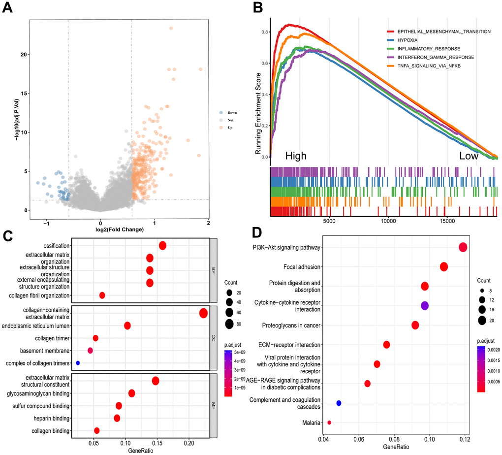Enrichment analyses of DEGs between the high and low CD8+ TSTR groups. (A) Volcano plot showing the DEGs. The horizontal dashed line represents p.adjust value = 0.05. (B) GSEA analysis of the top 5 gene hallmarks. (C) GO analyses for BP, CC and MF. (D) KEGG analysis.