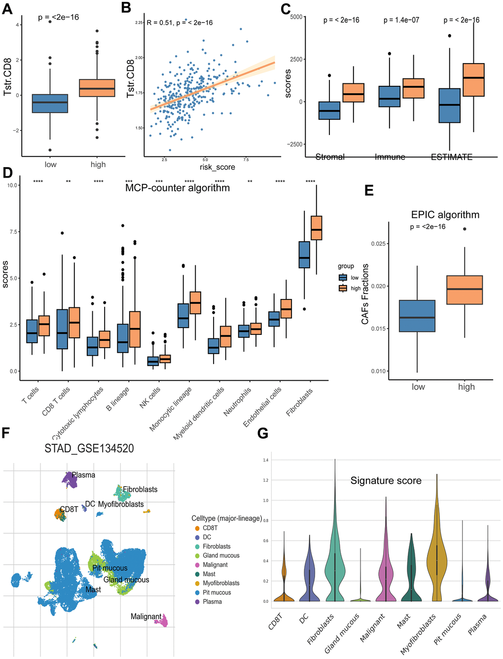 Analyses of TME in the high/low risk groups. (A) The high-risk group has a significantly higher CD8+ TSTR infiltration level than the low risk group. (B) The CD8+ TSTR infiltration level is significantly positively associated with the risk score. (C) The high-risk group has higher Stromal score, Immune score and ESTIMATE score than the low risk group. (D) Infiltration comparison of ten immune cell types between the two risk groups based on MCP-counter algorithm. (E) Comparison of CAFs infiltration between the high and low risk groups based on EPIC algorithm. (F) Distributions of nine cell types in GC tissues. (G) Scores of the eight signature genes in the nine cell types.