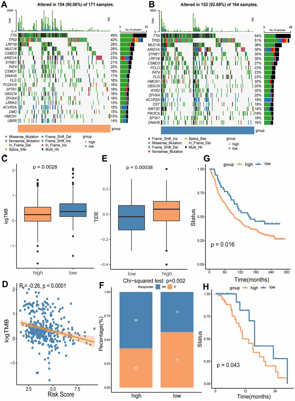 Analyses of somatic mutation frequency and immunotherapy response in the high/low risk groups. The waterfall plot shows the top 20 mutation genes in the high-risk group (A) and the low-risk group (B). (C) Differential TMB in the two risk groups. (D) The association analysis of TMB with the risk score. (E) Immunotherapy response prediction for the high and low risk groups using TIDE algorithm. (F) Comparison of non-responders (NR) and responders (R) between the two risk groups. (G) OS analysis of high and low risk groups in immunotherapy cohort IMvigor210. (H) OS analysis of the high and low risk groups in immunotherapy cohort GSE176307.