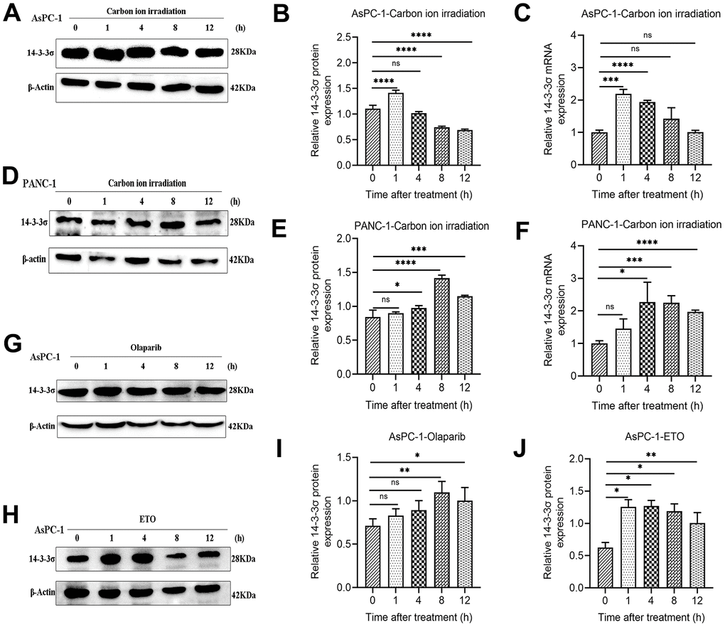 14-3-3σ is responsive to DNA damage in PAAD cells. (A–C) The protein and mRNA levels of 14-3-3σ in AsPC-1 cells after 3 Gy carbon ion irradiation at 1 h, 4 h, 8 h, and 12 h. (D–F) The protein and mRNA levels of 14-3-3σ in PANC-1 cells after 3 Gy carbon ion irradiation at 1 h, 4 h, 8 h, and 12 h. (G–J) The protein levels of 14-3-3σ expression in AsPC-1 cells with chemotherapeutics at 1 h, 4 h, 8 h, and 12 h. β-Actin was used as a loading control. Data were presented as the mean ± standard deviation (SD) (n=3); *p p p p 