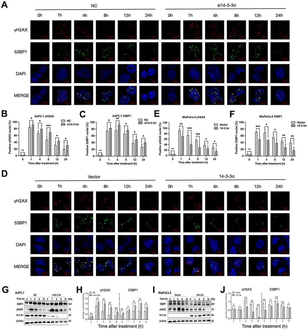 14-3-3σ involves the accumulation of DSBs. (A) The representative images of the γH2AX and P53 binding protein 1 (53BP1) foci in AsPC-1 cells after 3 Gy carbon ion irradiation in different groups were analyzed by immunofluorescence (IF) staining. (B, C) Percentage of positive nuclei of γH2AX and 53BP1 in AsPC-1 cells in different groups (5 foci or more per nucleus being considered positive). (D) The representative images of the γH2AX and 53BP1 foci in MiaPaCa-2 cells after 3 Gy carbon ion irradiation in different groups were analyzed by IF staining. (E, F) Percentage of positive nuclei of γH2AX and 53BP1 in MiaPaCa-2 cells in different groups (5 foci or more per nucleus being considered positive). (G, H) Relative expression of 53BP1 and γH2AX in si14-3-3σ and NC AsPC-1 cells, 0 h, 1 h, 4 h, 8 h, and 12 h post-irradiation. (I, J) Relative expression of 53BP1 and γH2AX in 14-3-3σ-overexpression and vector MiaPaCa-2 cells, 0 h, 1 h, 4 h, 8 h, and 12 h post-irradiation. For IF, at least 100 cells per condition were analyzed. β-Actin was used as a loading control. Data were presented as the mean ± standard deviation (SD); *p 