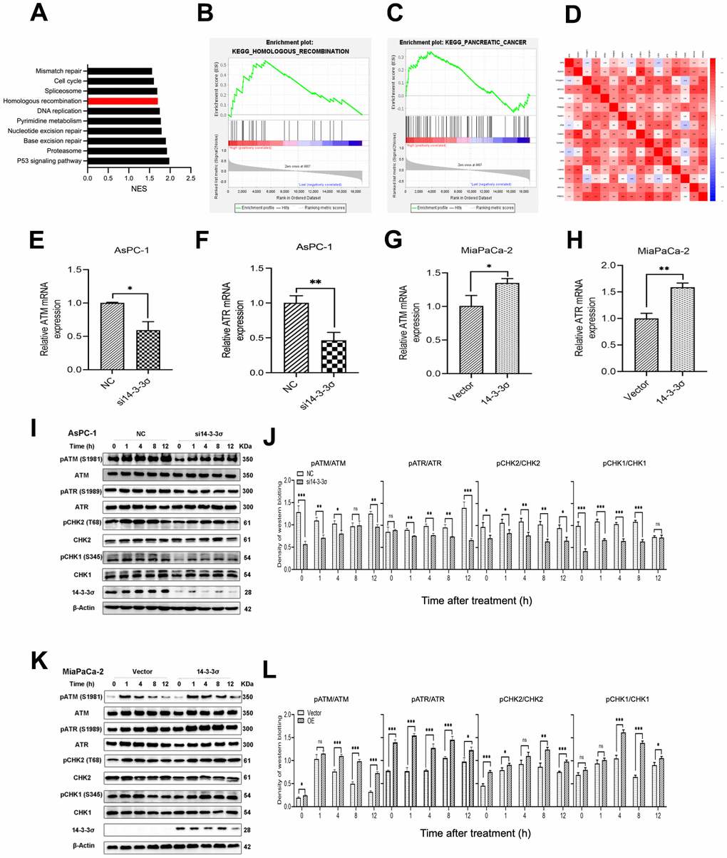 Silencing of 14-3-3σ causes the HRR defect after carbon ion radiation. (A–C) Gene Set Enrichment Analysis (GSEA) for the enriched gene sets in the 14-3-3σ high- and low-expression groups. (D) Bioinformatics analysis of the correlation between 14-3-3σ and genes related to homologous recombination (HR) and non-homologous end-joining (NHEJ) pathway. (E–H) The mRNA expression of ATM and ATR after the silencing or overexpressing of 14-3-3σ in AsPC-1 and MiaPaCa-2 cells. (I, J) Relative expression of pATM, ATM, pATR, ATR, pCHK2, CHK2, pCHK1, CHK1 in si14-3-3σ and NC AsPC-1 cells, 0 h, 1 h, 4 h, 8 h, and 12 h post-irradiation. (K, L) Relative expression of pATM, ATM, pATR, ATR, pCHK2, CHK2, pCHK1, CHK1 in 14-3-3σ-overexpression and vector MiaPaCa-2 cells, 0 h, 1 h, 4 h, 8 h, and 12 h post-irradiation. β-Actin was used as a loading control. Data were presented as the mean ± standard deviation (SD) (n=3); *p p p p 