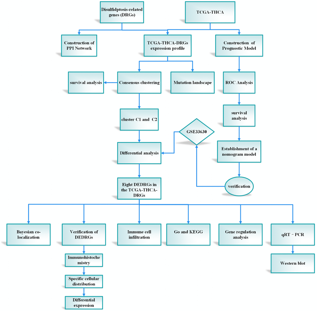 The protocol of our study procedure.