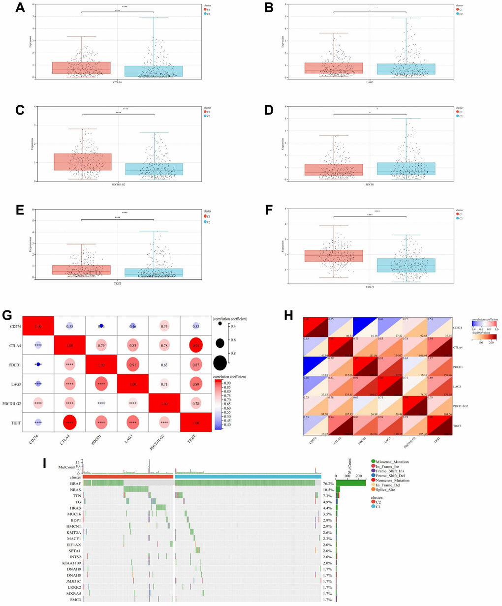 Immune checkpoints analysis and mutation landscape. (A) Expression difference of CTLA4 in two subtypes. (B) Expression difference of LAG3 in two subtypes. (C) Expression difference of PD-L1 in two subtypes. (D) Expression difference of PD-1 in two subtypes. (E) Expression difference of TIGIT in two subtypes. (F) Expression difference of CD274 in two subtypes. (G, H) Heatmap of correlation analysis between immune checkpoints. (I) Waterfall map of the Mutation landscape. * represents P ** represents P *** represents P **** represents P 
