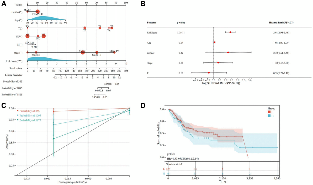 Establishment of a nomogram model. (A) Nomogram model for evaluating the prognosis of THCA patients. (B) Multivariate Cox regression. (C) Calibration curve of nomogram model. (D) Kaplan-Meier of the high and low-risk groups in the validation cohort. * represents P ** represents P *** represents P **** represents P 