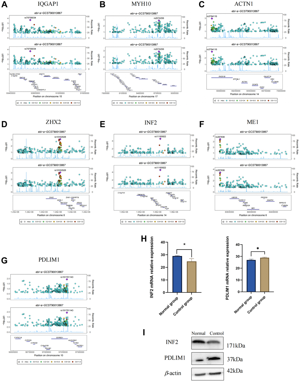 Verification of DEDRGs by Bayesian co-localization and experiment. (A–G) Bayesian co-localization analysis. (H) mRNA relative expression of PDLIM1 and INF2 (*P I) Protein level of INF2 and PDLIM1 in the normal group and control group.