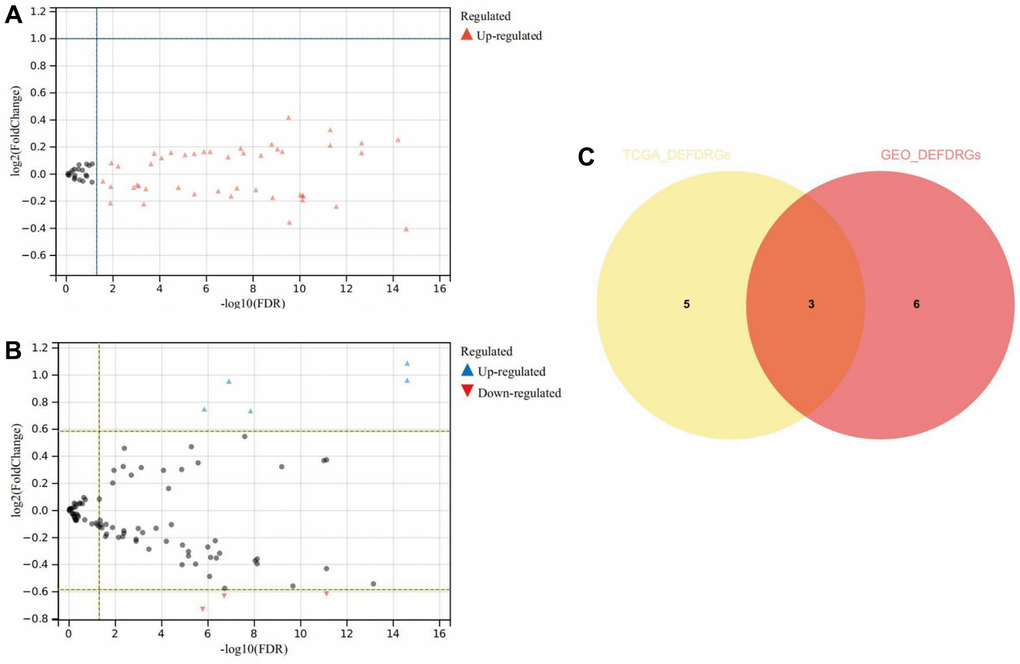 Differential expression and correlation analysis. (A) Volcanic map of DEDRGs in TCGA-THCA. (B) Volcanic map of DEDRGs in GSE33630. (C) Venn diagram of co-DEDRGs. * represents P *** represents P **** represents P 