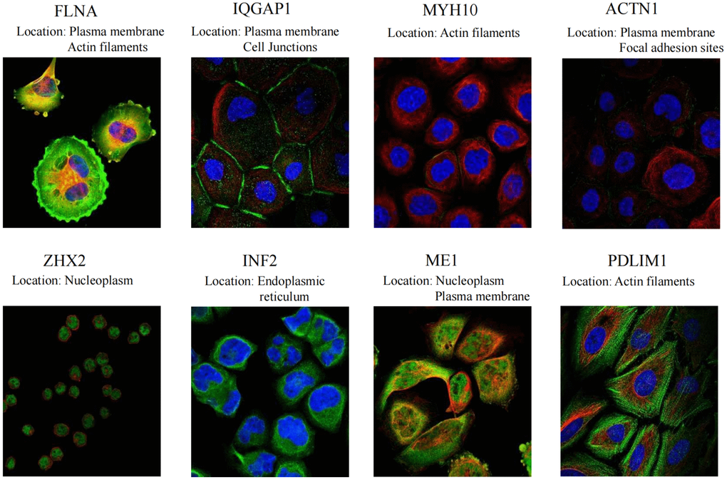 Specific spatial distribution of the DEDRGs in cells.