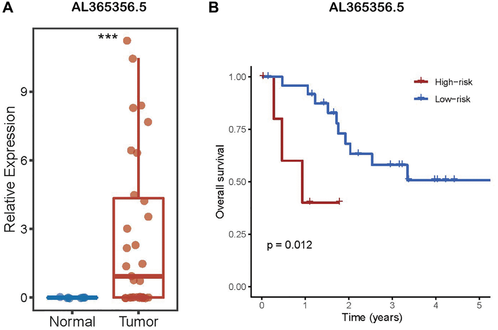 LncRNA AL161431.1 expression in CCA. (A) AL161431.1 was significantly up-regulated in CCA according to TCGA. (B) Kaplan–Meier analysis of OS in patients with CCA according to lncRNA AL161431.1 expression. nsp ≥ 0.05, ***p 