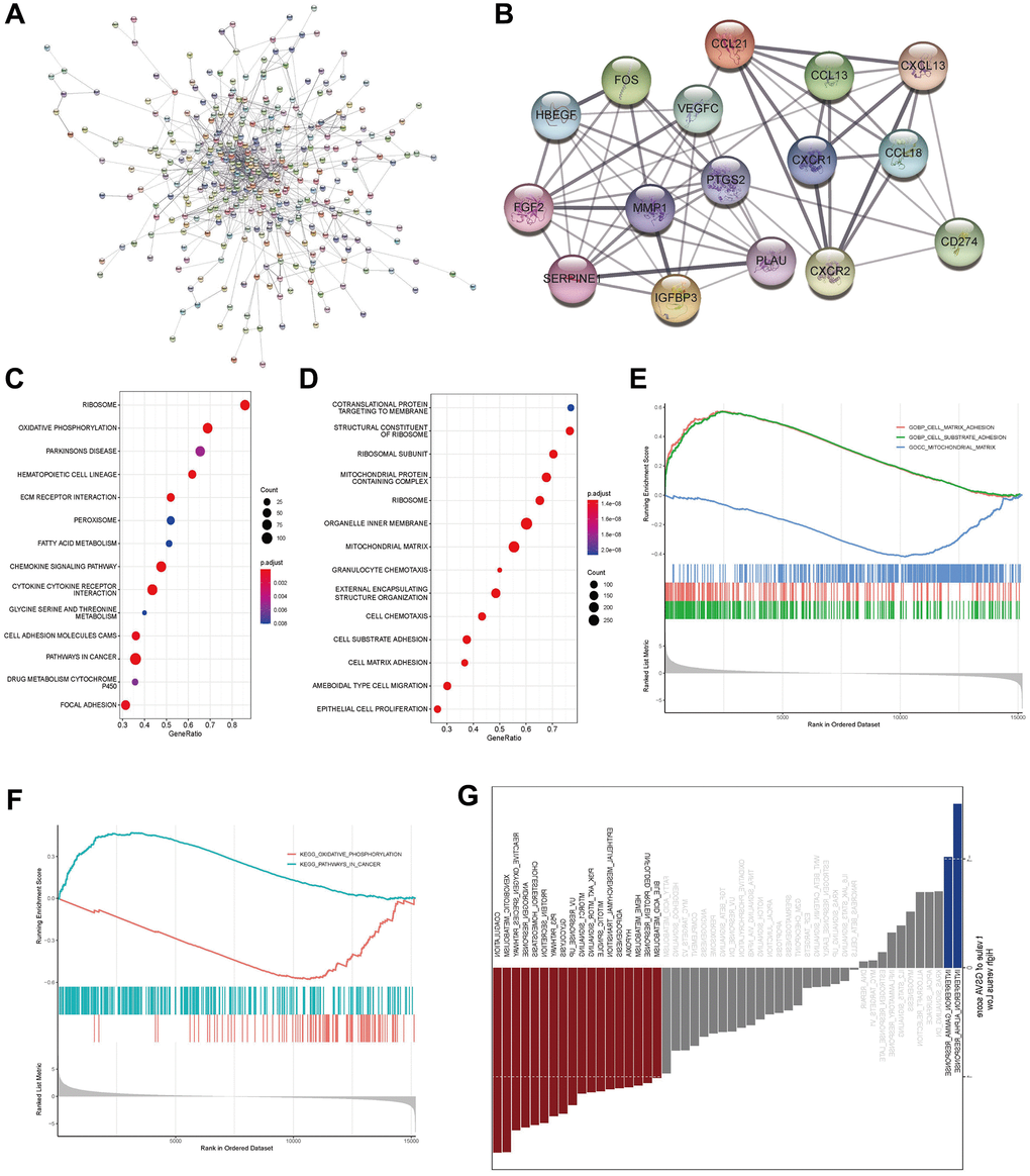 Prediction of the functions of LncRNA AL161431.1 in CCA. (A) The protein interaction network of differential mRNA in the high- and low- AL161431.1 expression groups was constructed using Cytoscape, and the confidence cutoff was set to 0.4. (B) The most relevant 16 key protein nodes were selected using the tool MCODE within Cytoscape. (C, D) GO functional annotation and KEGG enrichment of genes were analyzed using GSEA. (E, F) Further visualization was performed to examine whether the gene sets of these functions and signaling pathways obtained in GSEA analysis were enriched on the left or right side of the abscissa according to the degree of differential expression (LogFC) from high to low. (G) GSVA analysis in the hall-markers gene set showed that the high-AL161431.1 expression of group was mainly enriched in metabolic and tumor-related pathways.
