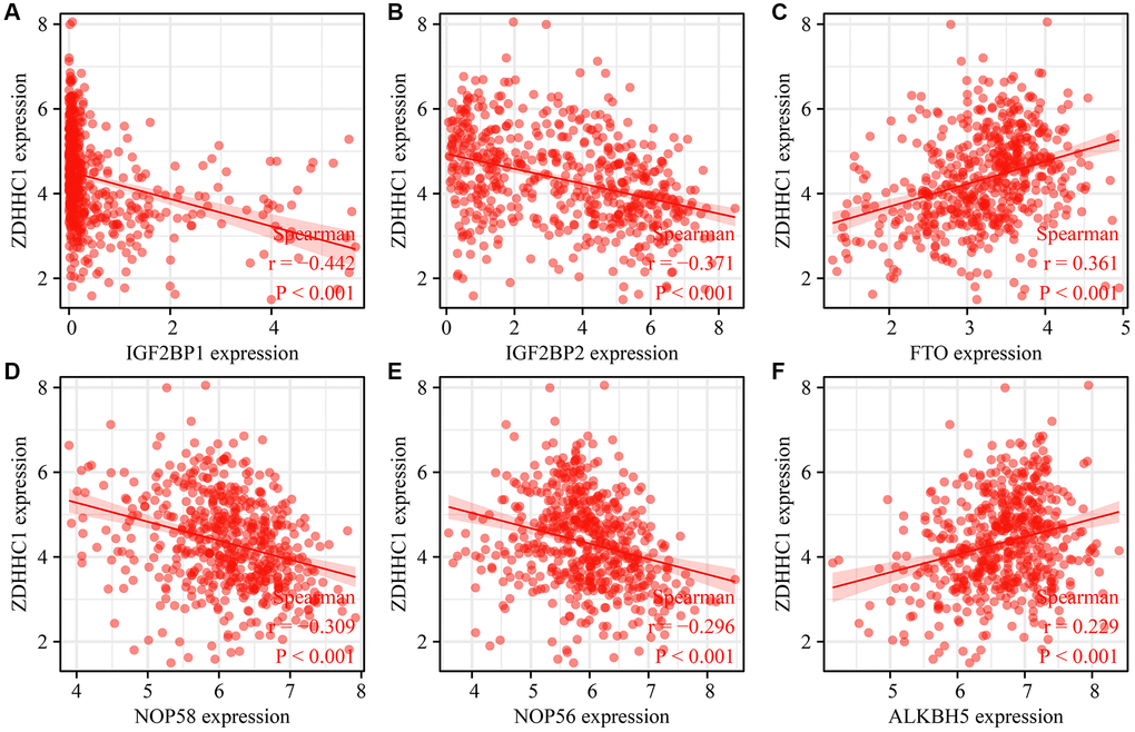 Correlation between ZDHHC1 overexpression and RNA modification genes. (A) IGF2BP1; (B) IGF2BP2; (C) FTO; (D) NOP56; (E) NOP58; (F) ALKBH5. Abbreviations: ZDHHC1, zinc finger DHHC-type containing 1; IGF2BP1/2, insulin like growth factor 2 mRNA binding protein 1/2; FTO, FTO alpha-ketoglutarate dependent dioxygenase; NOP56/58, NOP56/58 ribonucleoprotein; ALKBH5, ALKB homolog 5.