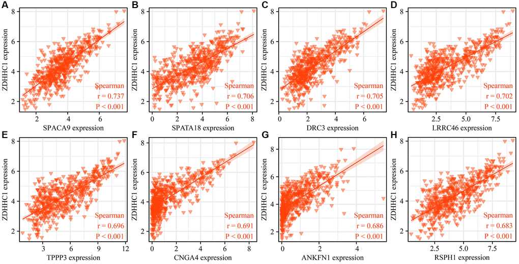 Visualization of ZDHHC1 co-expressed genes. (A) SPACA9. (B) SPATA18. (C) DRC3. (D) LRRC46. (E) TPPP3. (F) CNGA4. (G) ANKFN1. (H) RSPH1. Abbreviations: ZDHHC1: zinc finger DHHC-type containing 1; SPACA9: sperm acrosome associated 9; SPATA18: spermatogenesis associated 18; DRC3: dynein regulatory complex subunit 3; LRRC46: leucine rich repeat containing 46; TPPP3: tubulin polymerization promoting protein family member 3; CNGA4: cyclic nucleotide gated channel subunit alpha 4; ANKFN1: ankyrin repeat and fibronectin type III domain containing 1; RSPH1: radial spoke head component 1.