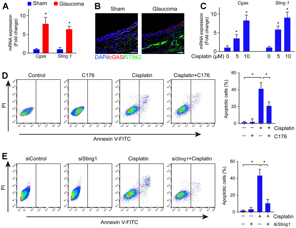 cGAS-STING activation occurred along with RGC apoptosis in DNA damage. (A) The mRNA expression of cGAS and STING in the glaucoma retina was detected by real-time PCR. (B) The expression of cGAS and STING in the glaucoma retina was detected by immunofluorescence. (C) The mRNA expression of cGAS and STING in cell line RGC-5 after being treated with cisplatin was detected by real-time PCR. (D) Cell apoptosis was detected by flow cytometry after RGC-5 cells were treated with C176 and cisplatin. (E) Cell apoptosis was detected by flow cytometry after RGC-5 cells were treated with C176 (siSTING) combined with cisplatin. *p