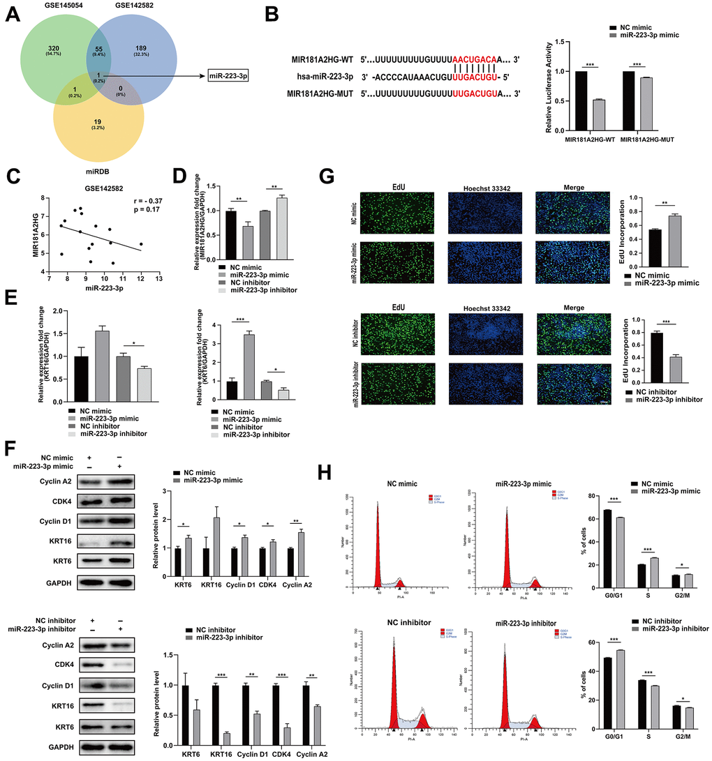 MIR181A2HG sponged miR-223-3p. (A) Venn diagram illustrates the intersection of upregulated miRNAs from GEO datasets (GSE145054 and GSE142582) and miRDB predicted targets of MIR181A2HG. (B) The binding site between MIR181A2HG and miR-223-3p. HaCaT keratinocytes were co-transfected with miR-223-3p/NC mimic and MIR181A2HG wide type (MIR181A2HG-WT)/MIR181A2HG mutant (MIR181A2HG-MUT) plasmid for 48 hours. Dual-luciferase reporter assay was performed to verify the interaction between MIR181A2HG and miR-223-3p. (C) Expression correlation of MIR181A2HG and miR-223-3p in dataset GSE142582. (D, E) qRT-PCR was used to detect the expression of MIR181A2HG, KRT6 and KRT16 in HaCaT keratinocytes with the transfection of miR-223-3p mimic/inhibitor. GAPDH served as an internal reference. (F) Western blotting was used to detect the protein level of Cyclin A2, CDK4, Cyclin D1, KRT6 and KRT16 in HaCaT keratinocytes with the transfection of miR-223-3p mimic/inhibitor. GAPDH served as an internal reference. (G) The rate of cell proliferation was assessed using EdU incorporation assays. Scale bar: 100 μm. (H) Flow cytometry was performed to analyze the effects on cell cycle distribution. *PPP