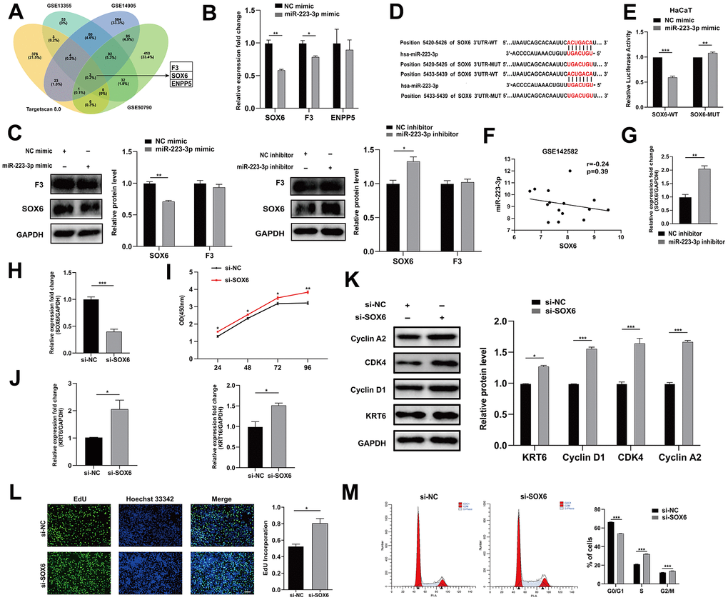 miR-223-3p targeted SOX6. (A) Venn diagram illustrates the intersection of downregulated genes from GEO datasets (GSE13355, GSE14905 and GSE50790) and TargetScan predicted targets of miR-223-3p. (B) qRT-PCR was performed to evaluate the effects of miR-223-3p mimic transfection on SOX6, F3 and ENPP5 mRNA level. GAPDH served as an internal reference. (C) Western blotting was used to detect the protein level of F3 and SOX6 in HaCaT keratinocytes with the transfection of miR-223-3p mimic/inhibitor. GAPDH served as an internal reference. (D) The binding site between miR-223-3p and SOX6. (E) HaCaT keratinocytes were co-transfected with miR-223-3p/NC mimic and SOX6 wide type (SOX6-WT)/SOX6 mutant (SOX6-MUT) plasmid for 48 hours. Dual-luciferase reporter assay was performed to verify the interaction between miR-223-3p and SOX6. (F) Expression correlation of miR-223-3p and SOX6 in dataset GSE142582. (G) qRT-PCR was used to detect the expression of SOX6 in HaCaT keratinocytes with the transfection of NC inhibitor/ miR-223-3p inhibitor. GAPDH served as an internal reference. (H) The efficiency of interference of si-SOX6 in HaCaT keratinocytes was detected. (I) The effects of SOX6 interference on cell viability were assessed using CCK-8 kit. (J) qRT-PCR was used to detect the expression of KRT6, KRT16 in HaCaT keratinocytes with the transfection of si-NC/si-SOX6. GAPDH served as an internal reference. (K) Western blotting was used to detect the protein level of Cyclin A2, CDK4, Cyclin D1 and KRT6 in HaCaT keratinocytes with the transfection of si-NC/si-SOX6. GAPDH served as an internal reference. (L) The rate of cell proliferation was assessed using EdU incorporation assays. Scale bar: 100 μm. (M) Flow cytometry was performed to analyze the effects on cell cycle distribution. *PPP