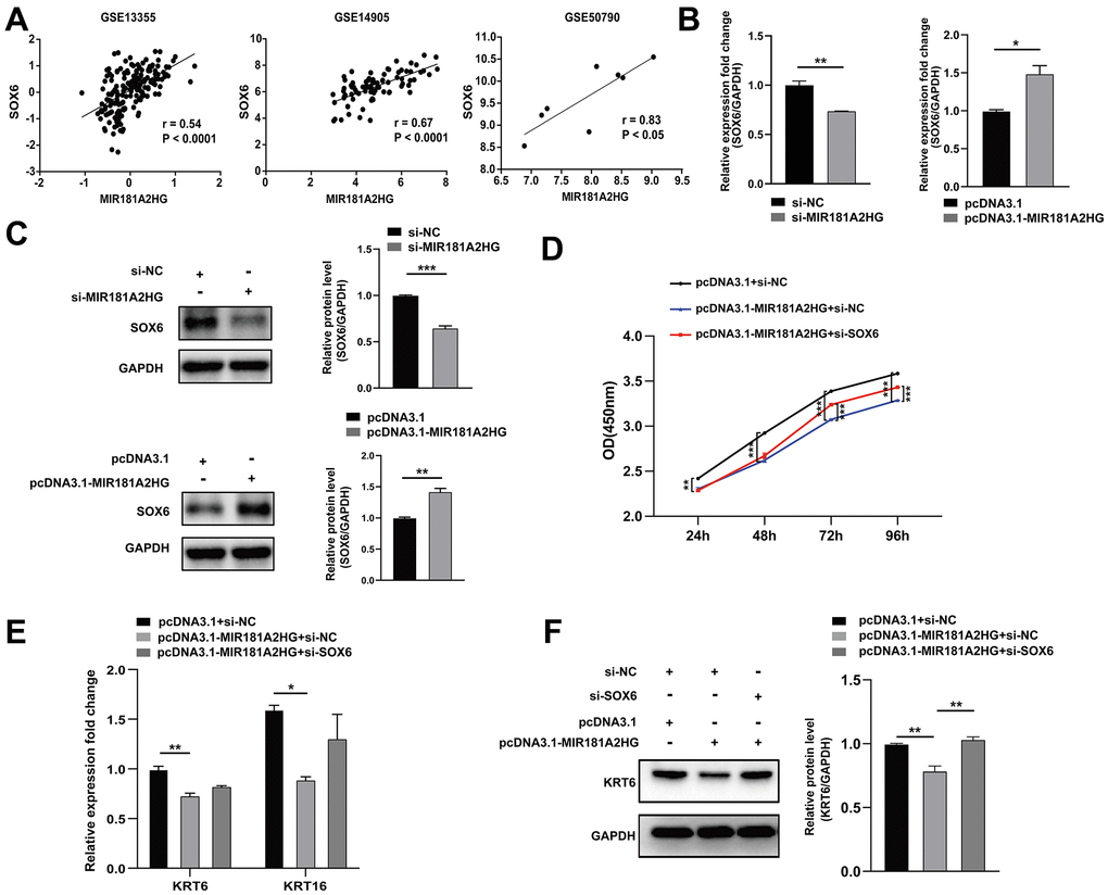 The modulation of MIR181A2HG could affect SOX6 expression. (A) Expression correlation of MIR181A2HG and SOX6 in datasets (GSE13355, GSE14905 and GSE50790). (B, C) HaCaT keratinocytes transfected for 48 hours were harvested and qRT-PCR/Western blotting was used to detect the expression of SOX6 in HaCaT keratinocytes with the transfection of si-MIR181A2HG/pcDNA3.1-MIR181A2HG. (D) CCK-8 kit was applied to detect the cell viability of HaCaT keratinocytes co-transfected with pcDNA3.1/pcDNA3.1-MIR181A2HG and si-NC/si-SOX6. (E, F) qRT-PCR and Western blotting were performed to detect the KRT6/KRT16 level in HaCaT keratinocytes co-transfected with pcDNA3.1/pcDNA3.1-MIR181A2HG and si-NC/si-SOX6. GAPDH served as an internal reference. *PPP