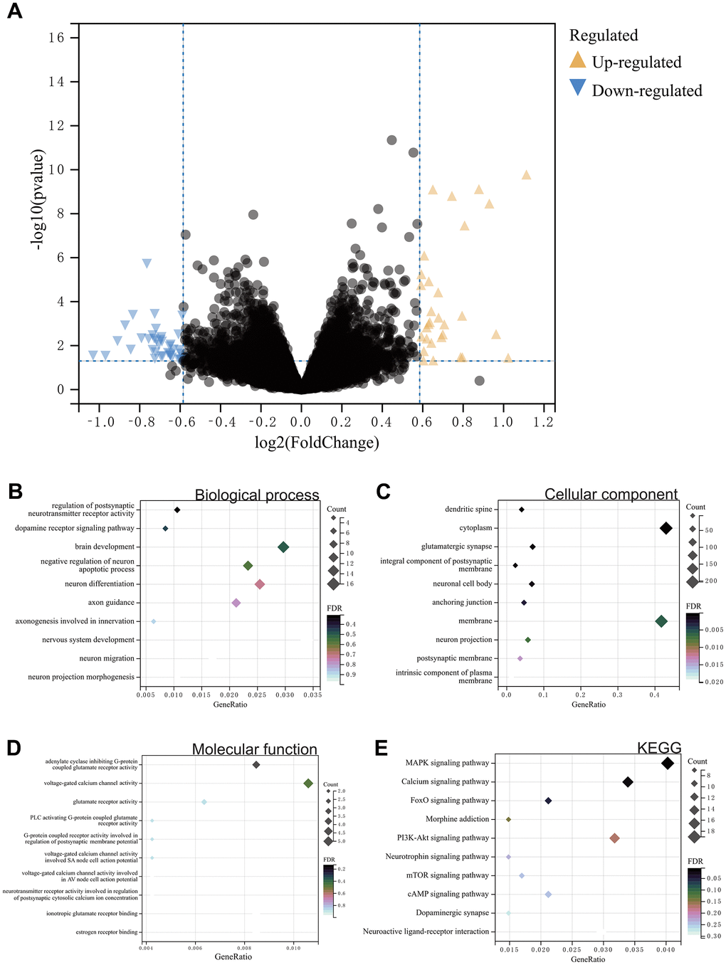 (A) Differential gene analysis. A total of 500 DEGs. (B–E) Results of GOKEGG enrichment analysis of DEGs. (B) Biological process analysis. (C) Cellular component analysis. (D) Molecular function analysis. (E) Results of KEGG enrichment analysis.