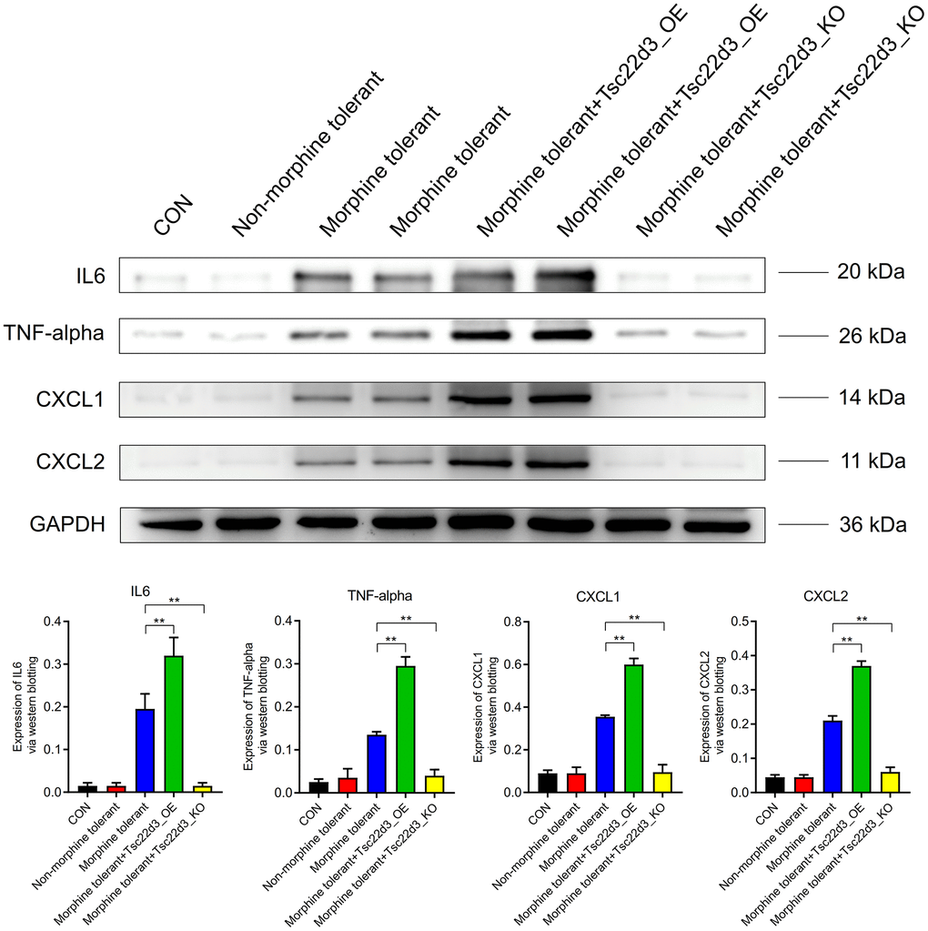 Tsc22d3 promotes inflammation in brain cells during morphine tolerance.