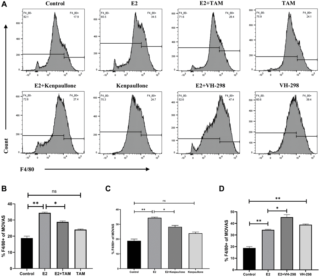 E2 induces phenotypic transformation by regulating the VHL/HIF-1α/KLF4 axis. (A–D) MOVAS cells were treated with 10 μM E2 for 4 days with or without the following inhibitors: Tamoxifen (1 μM), kenpaullone (3 μM), and VH-298 (10 μM). The expression of the F4/80 macrophage marker on MOVAS cells was detected by FCM analysis (n = 3). *P **P 