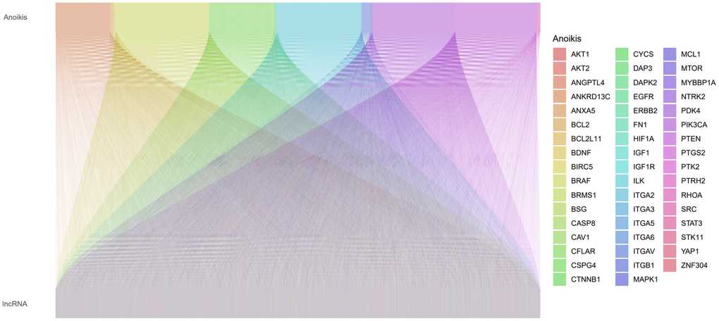 A Sankey plot illustrating the relationship between lncRNAs and anoikis-related genes (ARGs).