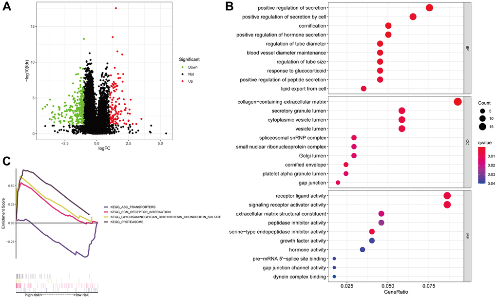 Anoikis-associated lncRNA signature functional enrichment. A volcano diagram illustrating the differential expression of genes (DEGs) among patients with LUAD (A). The GO analysis-derived bubble chart of DEGs between the two groups (B). GSEA-illustrated functional annotation between high- and low-risk groups (C).