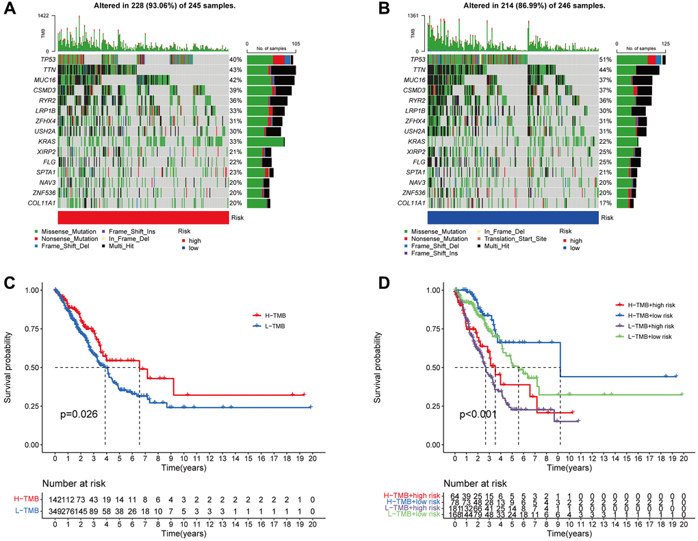 The association between the signature and the TMB. The 15 genes that are mutated most frequently in high-risk (245) and low-risk (246), LUAD patients, are displayed in the waterfall plot (A, B). Survival curves (C) and (D) illustrate the survival probabilities in groups with high and low TMB risks, and a combined TMB-risk survival curve, respectively.