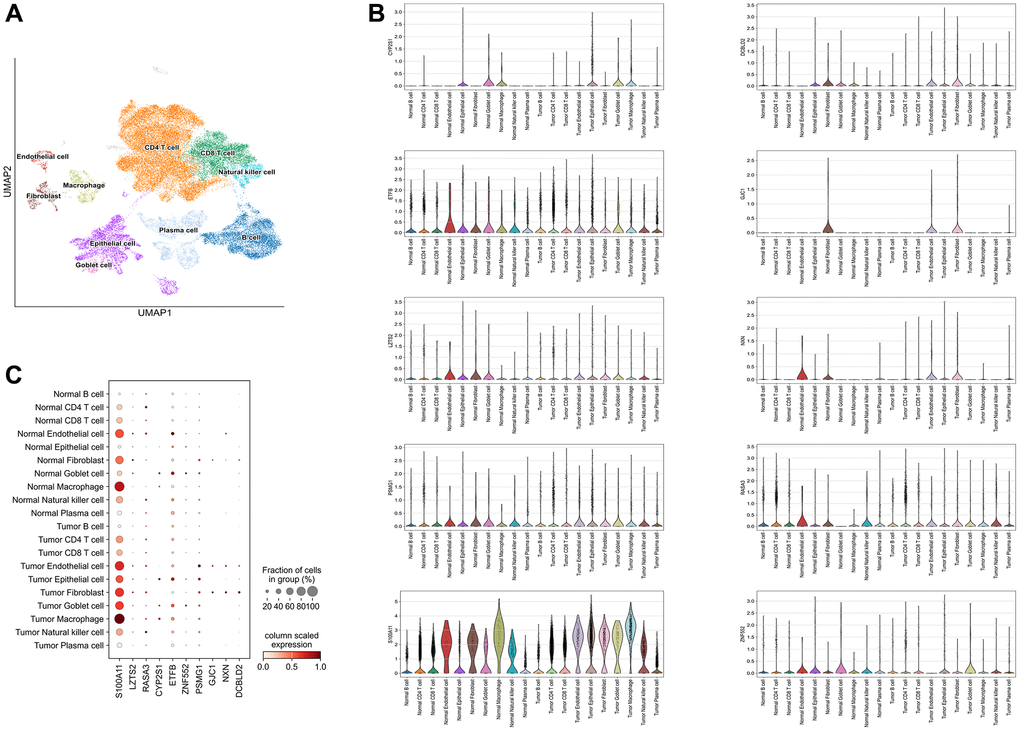 Single-cell analysis. (A) 10 types of cells were clustered. (B) The ten identified SERGs markers expressions were identified in CC single-cell clusters. (C) A bubble plot was employed to visually represent the gene expression characteristics.