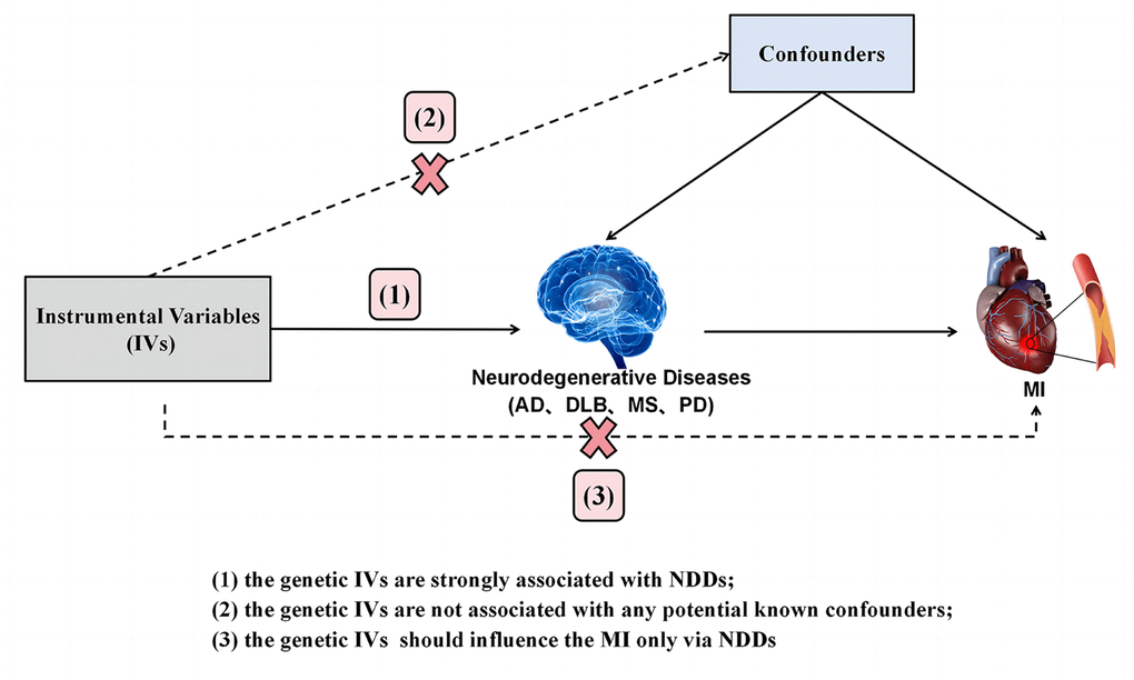 Diagram of the TSMR study for the association between NDDs (AD, DLB, PD, MS) and the risk of MI. (1), (2) and (3) are the research hypotheses. TSMR, two sample Mendelian randomization; NDDs, neurodegenerative diseases; AD, Alzheimer’s disease; PD, Parkinson’s disease; DLB, dementia with Lewy bodies; MS, multiple sclerosis; MI, myocardial infarction.