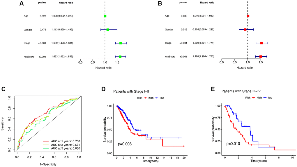 Clinical features and evaluation of the prognostic ability. (A, B) The univariate and multivariate Cox regression analysis of risk scores, age, gender, grade, stage. (C) One- three- and five-year AUC in the risk score. (D, E) Clinical prognosis analysis of LUAD patients with low- and high scores among stage. Abbreviations: AUC: area under curve; LUAD: lung adenocarcinoma.
