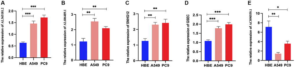 Relative DRG-lncRNAs expression levels in LUAD cell lines. (A–E) The mRNA expression level of AL365181.2, AL606489.1, SNHG12, GSEC, and AC090559.1 in LUAD cell lines (A549 and PC9) and the human bronchial epithelial cell line (HBE). Abbreviations: DRG-lncRNAs: disulfidptosis-related long non-coding RNAs; LUAD: lung adenocarcinoma. **P ***P 